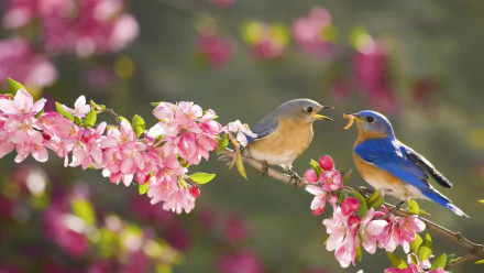 Two bluebirds perched on a blossoming branch with pink flowers during spring. This HD desktop wallpaper captures the essence of nature's beauty and the joy of seasonal renewal.