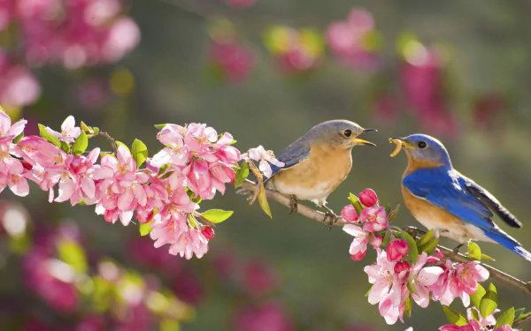 Two bluebirds perched on a blossoming branch with pink flowers during spring. This HD desktop wallpaper captures the essence of nature's beauty and the joy of seasonal renewal.