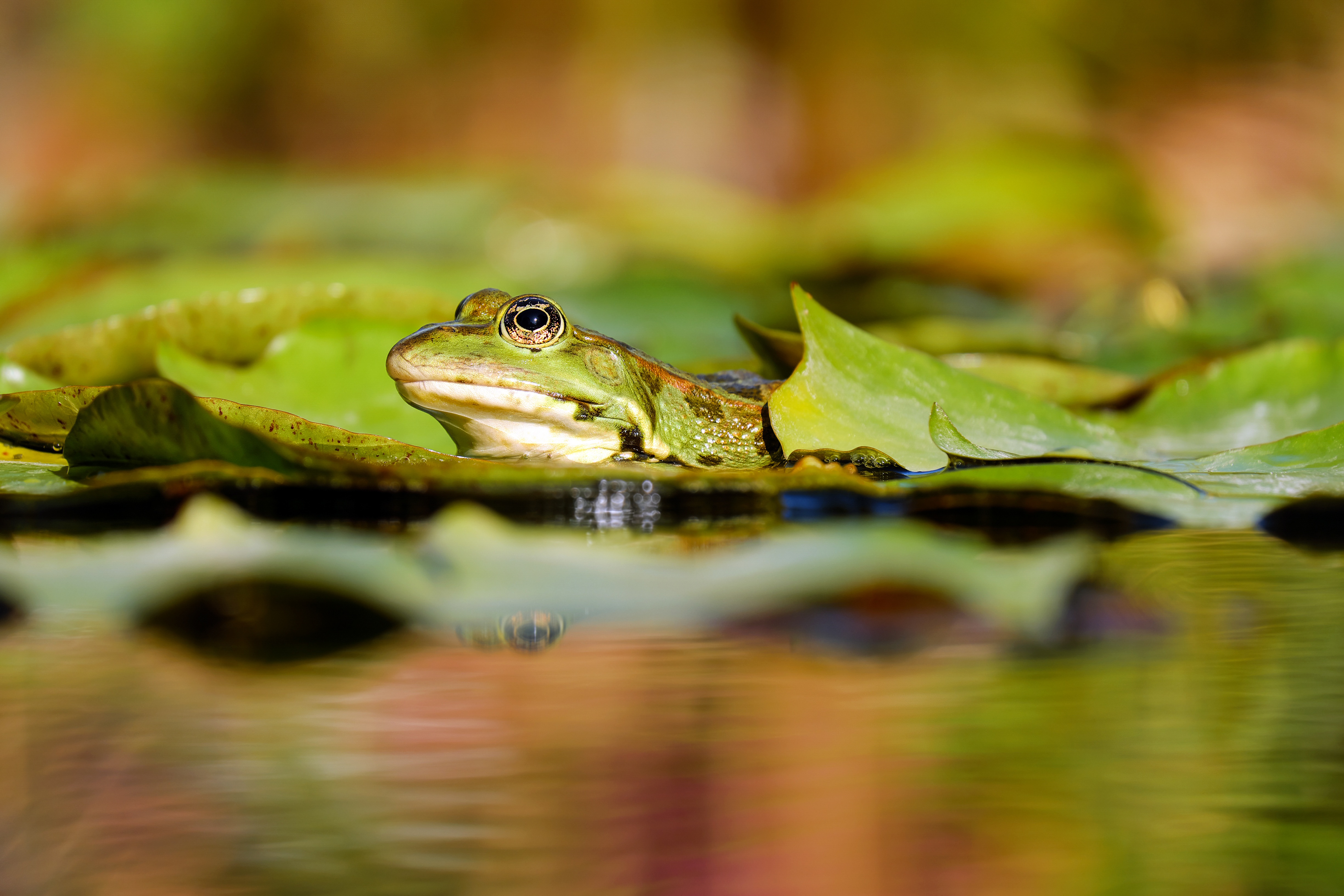 Frog Sitting on Lily Pads by Couleur