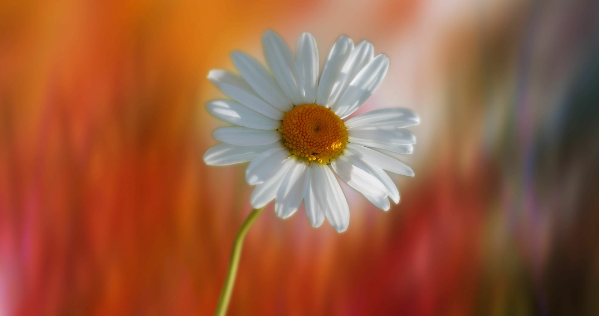 Download White Flower Flower Nature Daisy 4k Ultra HD Wallpaper