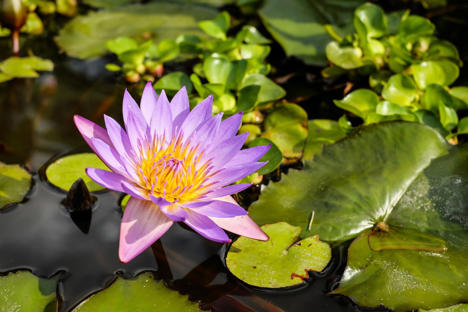 Purple water lily blooming among green lily pads on still water — nature scene rendered as a 4K Ultra HD PC desktop wallpaper/background.