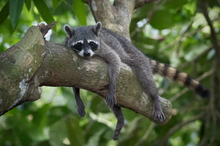 resting Animal raccoon HD Desktop Wallpaper | Background Image
