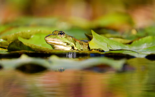  Frog Sitting on Lily Pads by Couleur