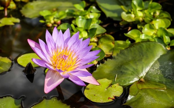 Nature Water Lily Flowers Purple Flower Lily Pad Flower HD Wallpaper | Background Image