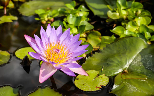 Purple water lily blooming among green lily pads on still water — nature scene rendered as a 4K Ultra HD PC desktop wallpaper/background.