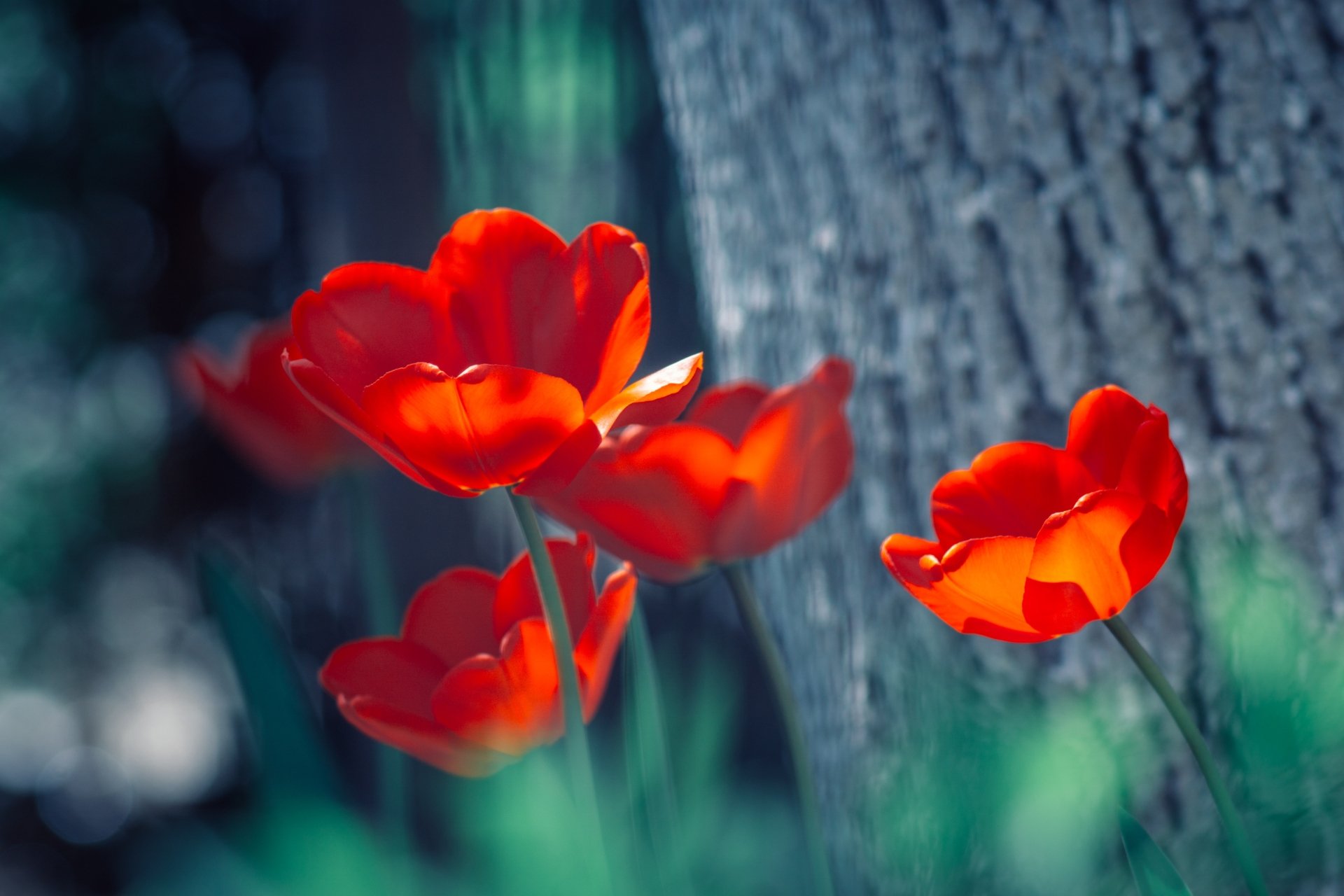 Download Red Flower Flower Nature Tulip 4k Ultra HD Wallpaper ...