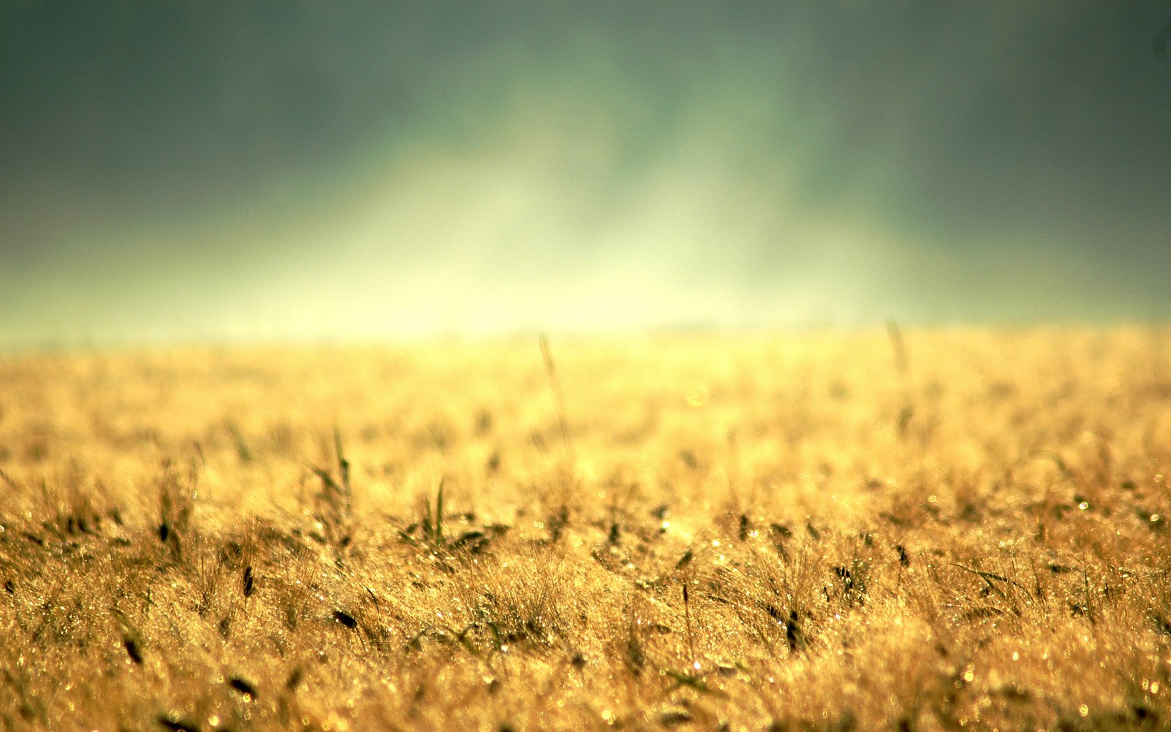 HD close-up photography of a golden wheat field under a softly blurred sky, capturing the natural beauty of nature for a PC desktop wallpaper background.