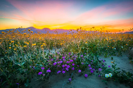 wildflower purple flower yellow flower nature flower HD Desktop Wallpaper | Background Image