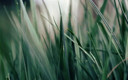 Close-up of tall green grass blades in soft morning light, nature scene — 2K Quad HD PC desktop wallpaper/background.