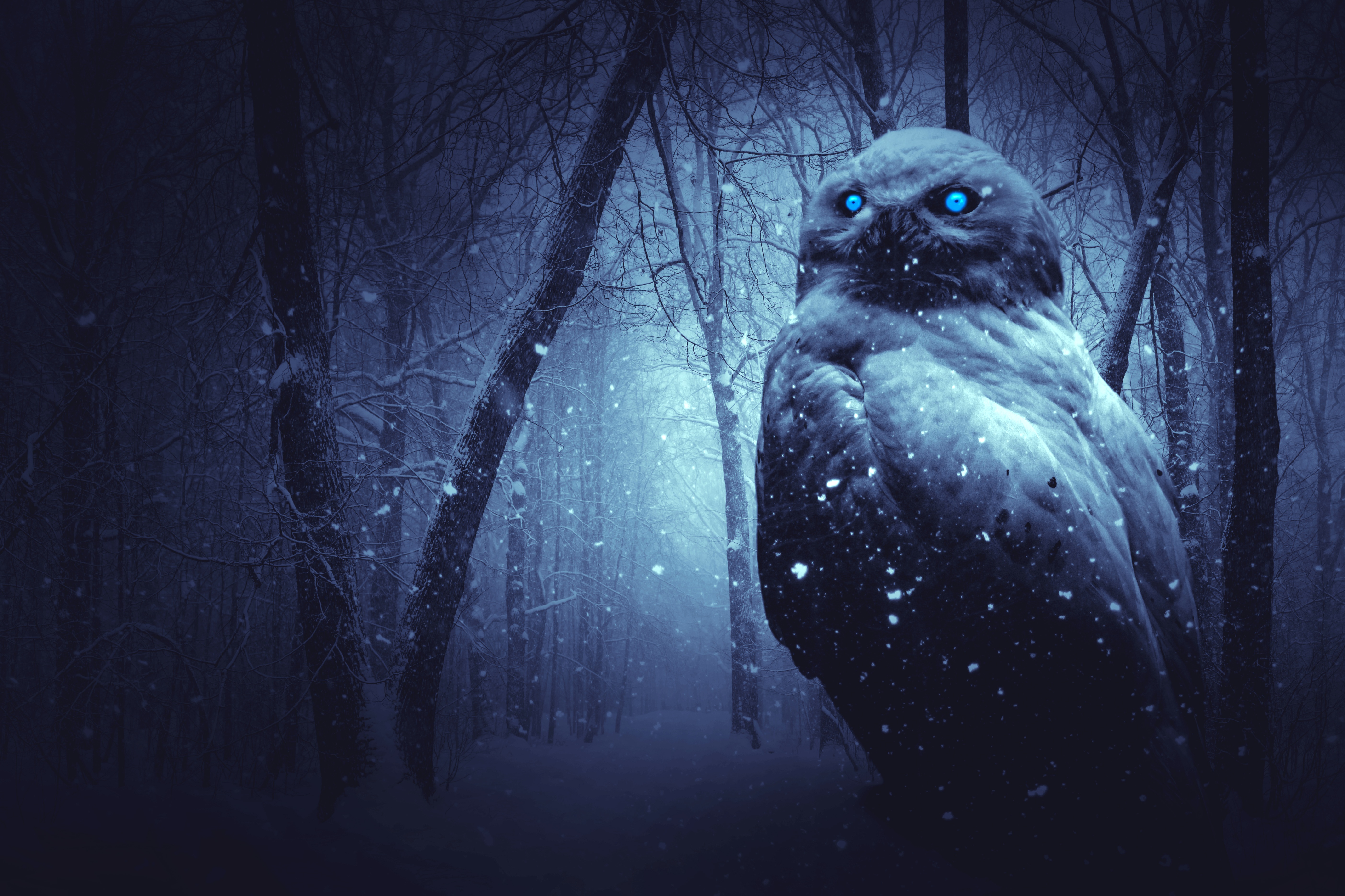 Fantasy Owl HD Wallpaper | Background Image