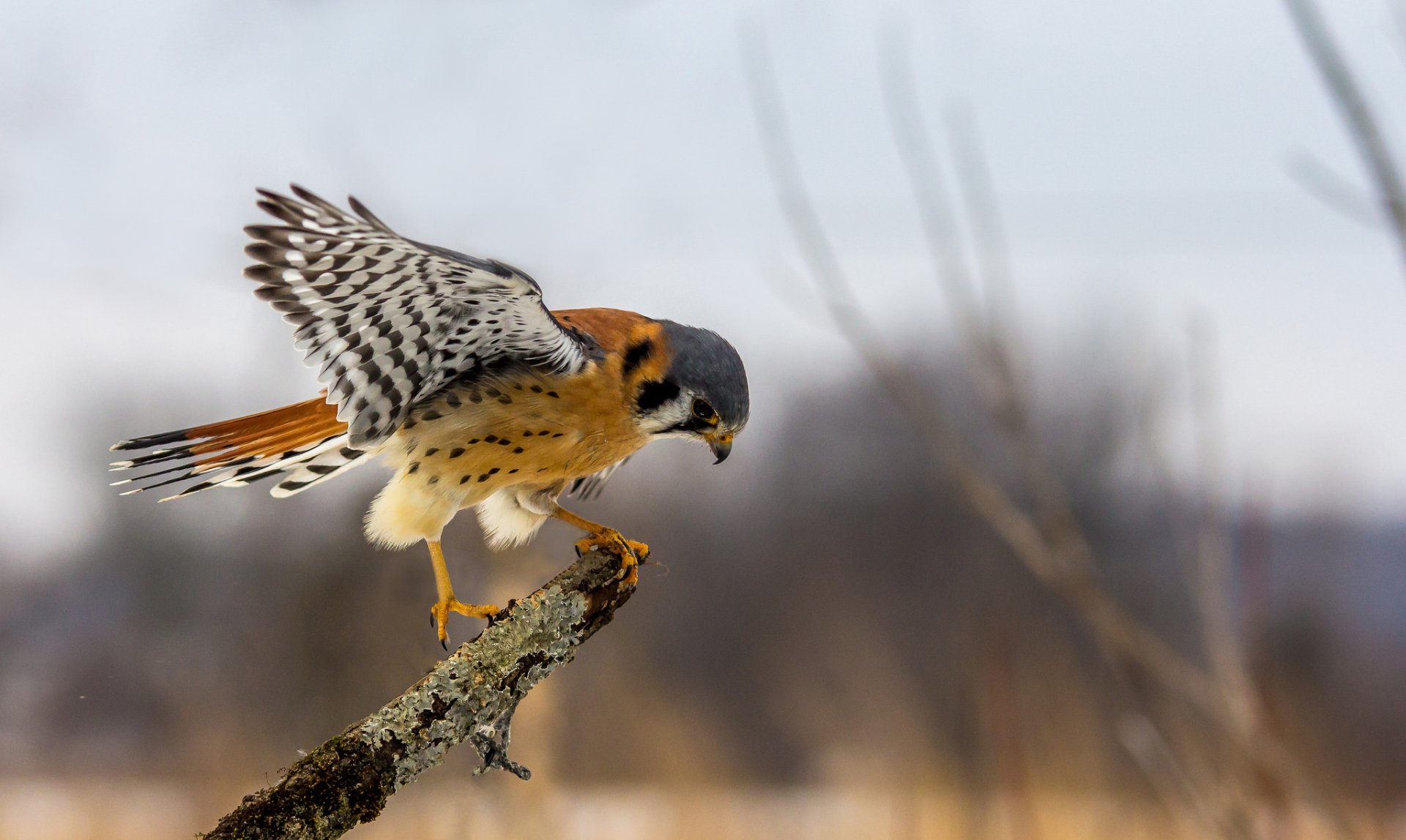 HD PC desktop wallpaper background featuring a kestrel (bird, Animal) perched on a mossy branch, wings poised against a soft, blurred winter landscape.