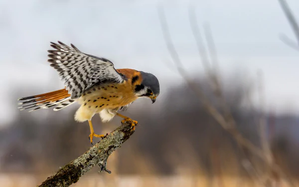 HD PC desktop wallpaper background featuring a kestrel (bird, Animal) perched on a mossy branch, wings poised against a soft, blurred winter landscape.