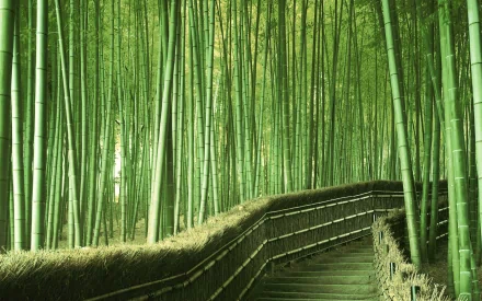 A serene bamboo forest with tall green stalks and a winding path, creating a tranquil atmosphere in this HD desktop wallpaper and background.
