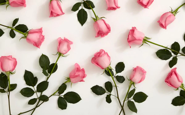  Pink Roses
