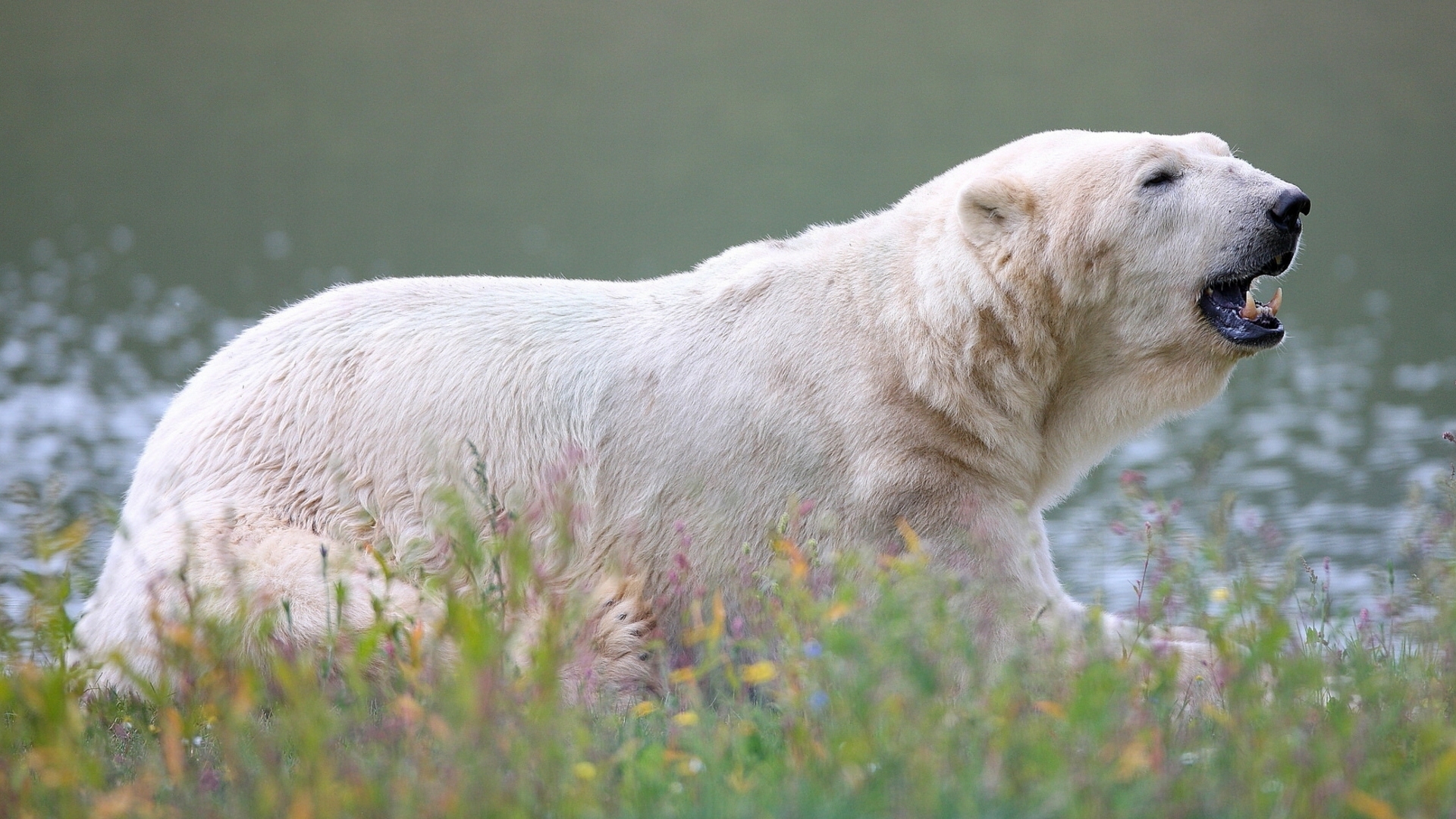 Download Animal Polar Bear HD Wallpaper