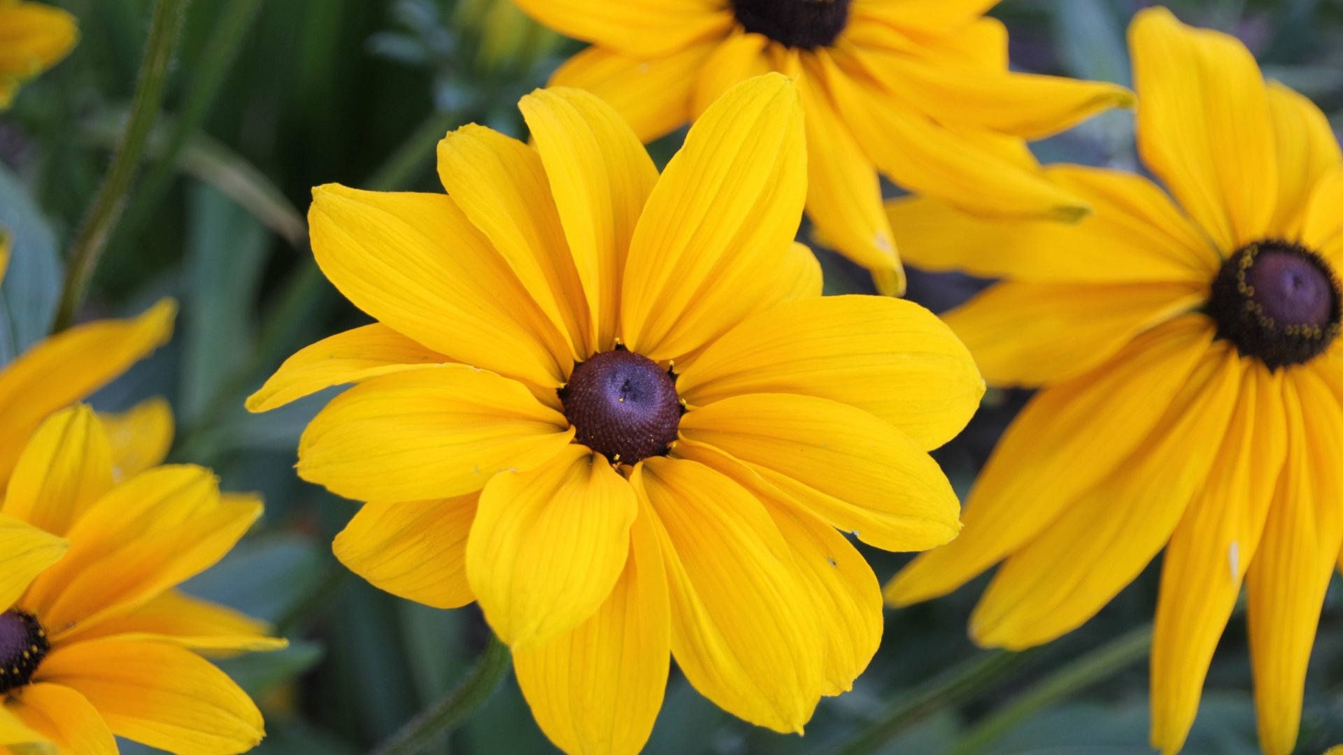 Download Yellow Eyes Flower Nature Black-eyed Susan 4k Ultra HD Wallpaper