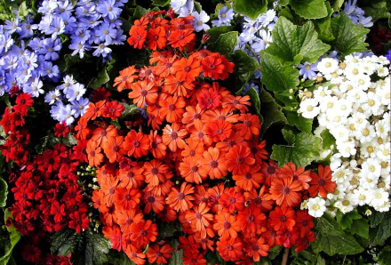  Colorful Cinerarias