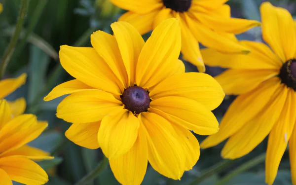  Black-Eyed Susans
