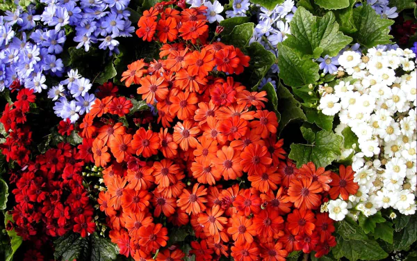  Colorful Cinerarias