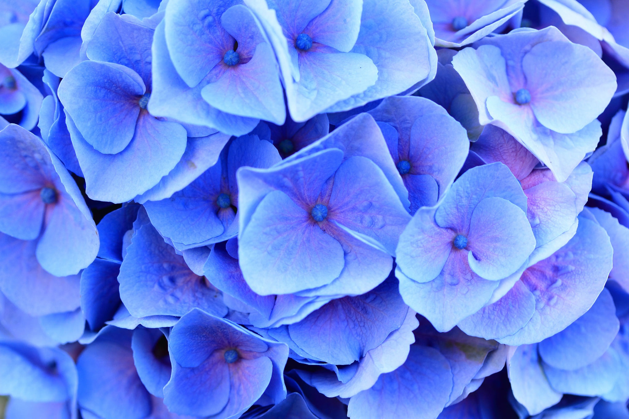 Download Blue Flower Macro Flower Nature Hydrangea Hd Wallpaper