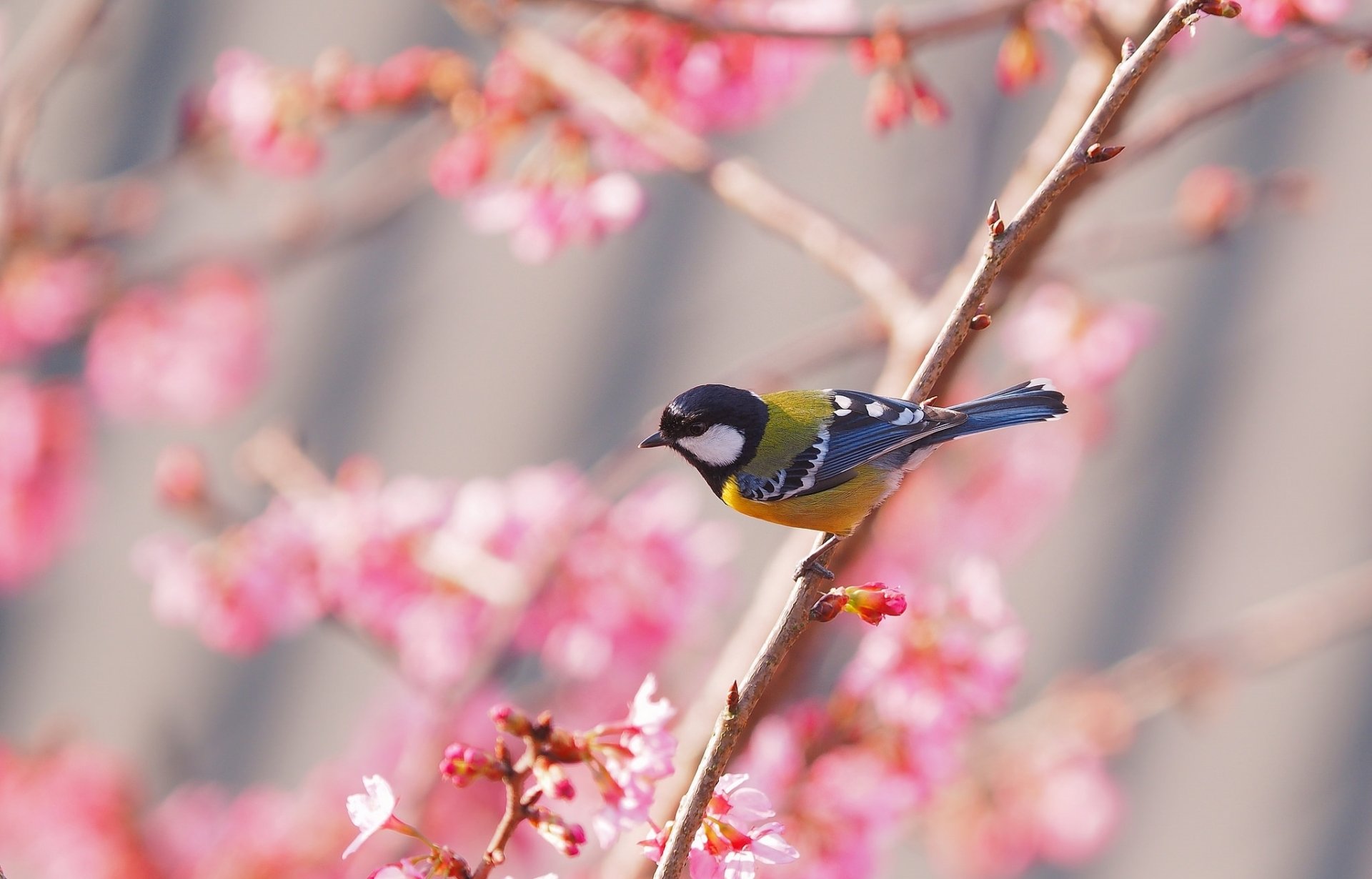 Blossoming Serenity: HD Titmouse Perched Amid Soft Pink Blossoms ...
