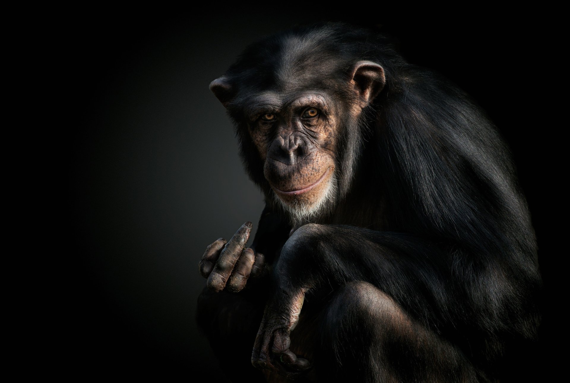 Download Primate Monkey Animal Chimpanzee HD Wallpaper