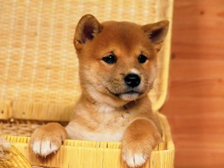 HD desktop wallpaper of a Shiba Inu puppy sitting comfortably in a woven basket. The dog looks attentive and curious against a warm, wooden background.