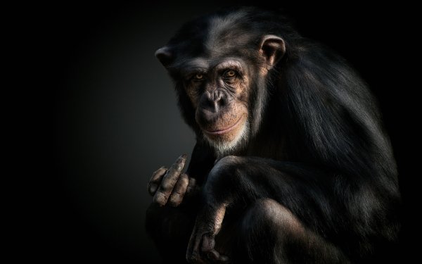 60+ Chimpanzee HD Wallpapers | Background Images