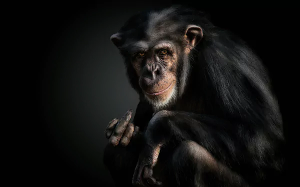 HD desktop wallpaper featuring a detailed close-up of a chimpanzee, showcasing its expressive face and dark fur against a black background.