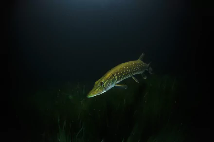 Underwater view of a northern pike swimming in dark waters, captured in HD for a striking PC desktop wallpaper featuring aquatic wildlife.