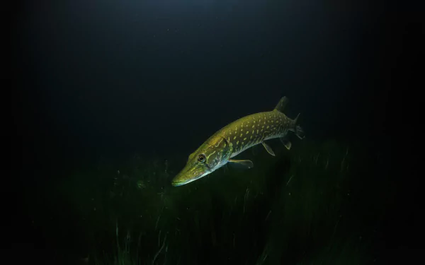 Underwater view of a northern pike swimming in dark waters, captured in HD for a striking PC desktop wallpaper featuring aquatic wildlife.