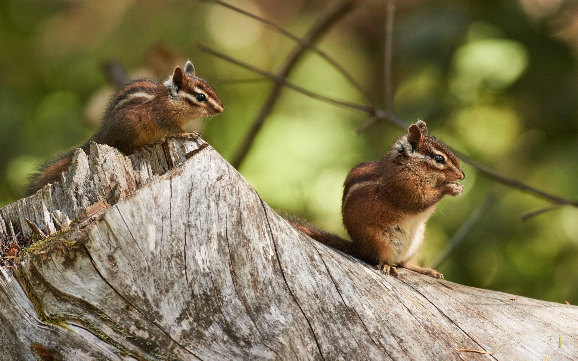 4K Ultra HD Chipmunks: Nature’s Tiny Rodent Wonders | 5472x3420 ...