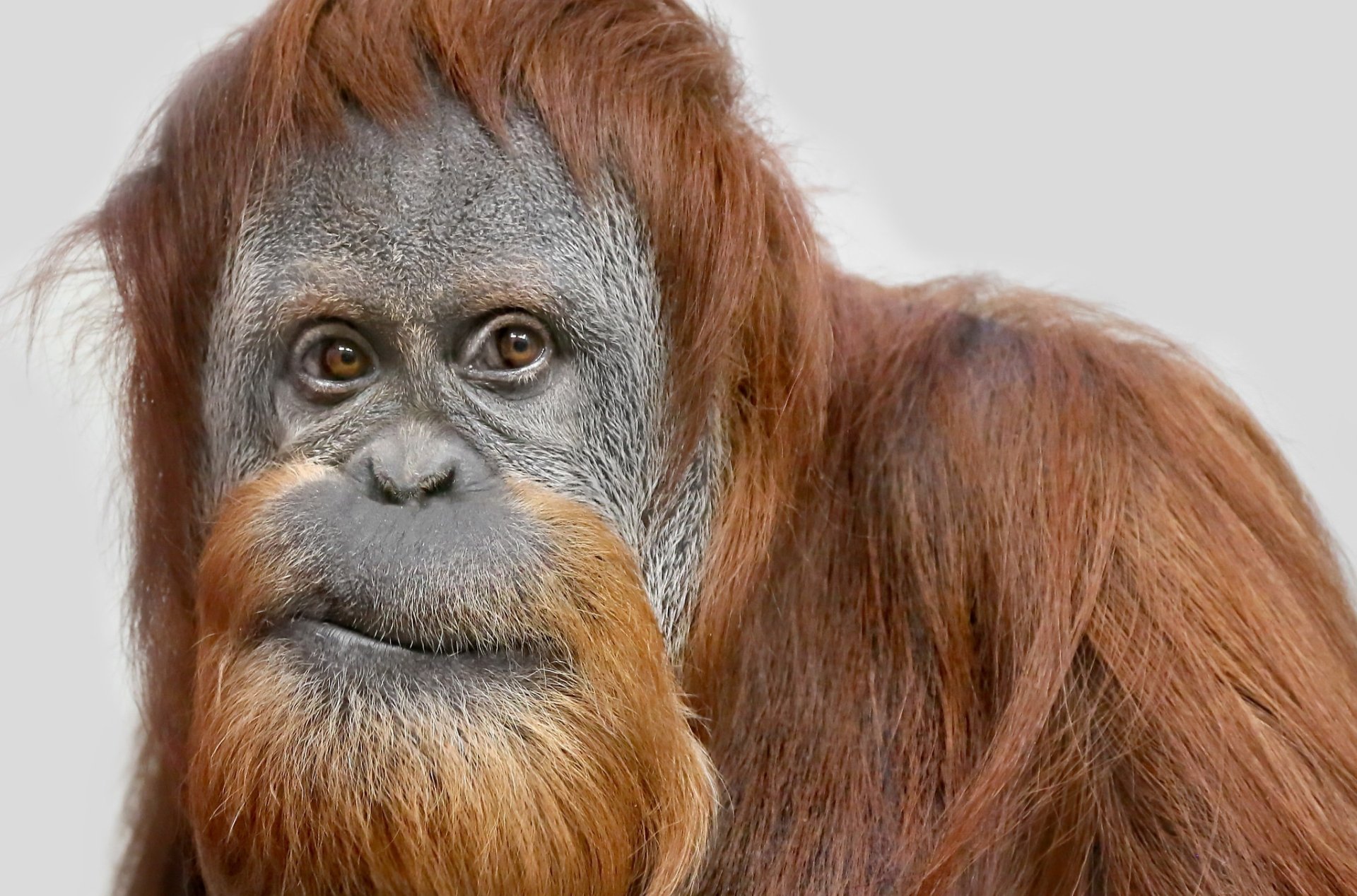 HD PC desktop wallpaper: close-up of an orangutan primate/monkey animal with reddish fur, shaggy beard and soulful, curious eyes