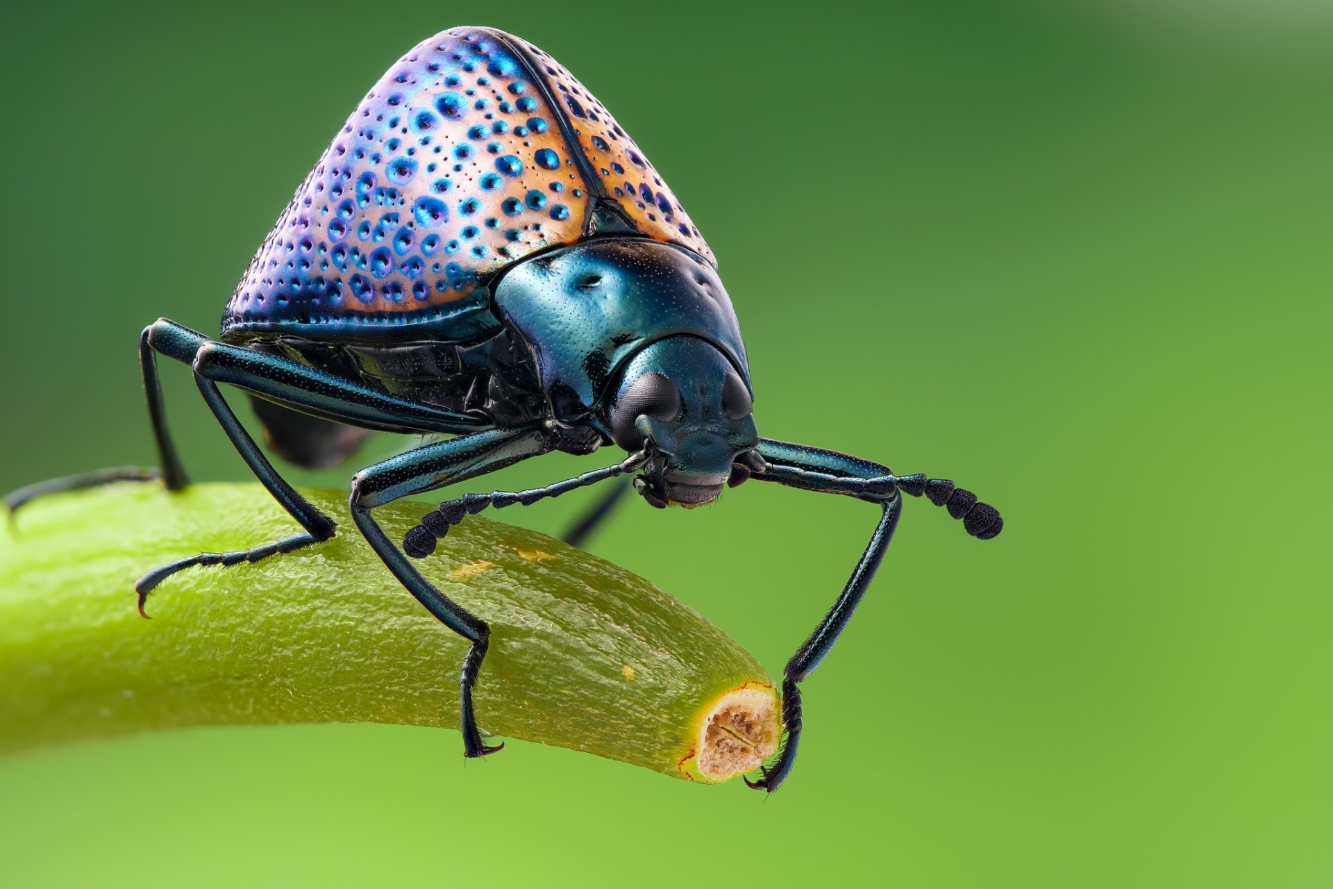 Download Macro Insect Animal Beetle HD Wallpaper by André De Kesel
