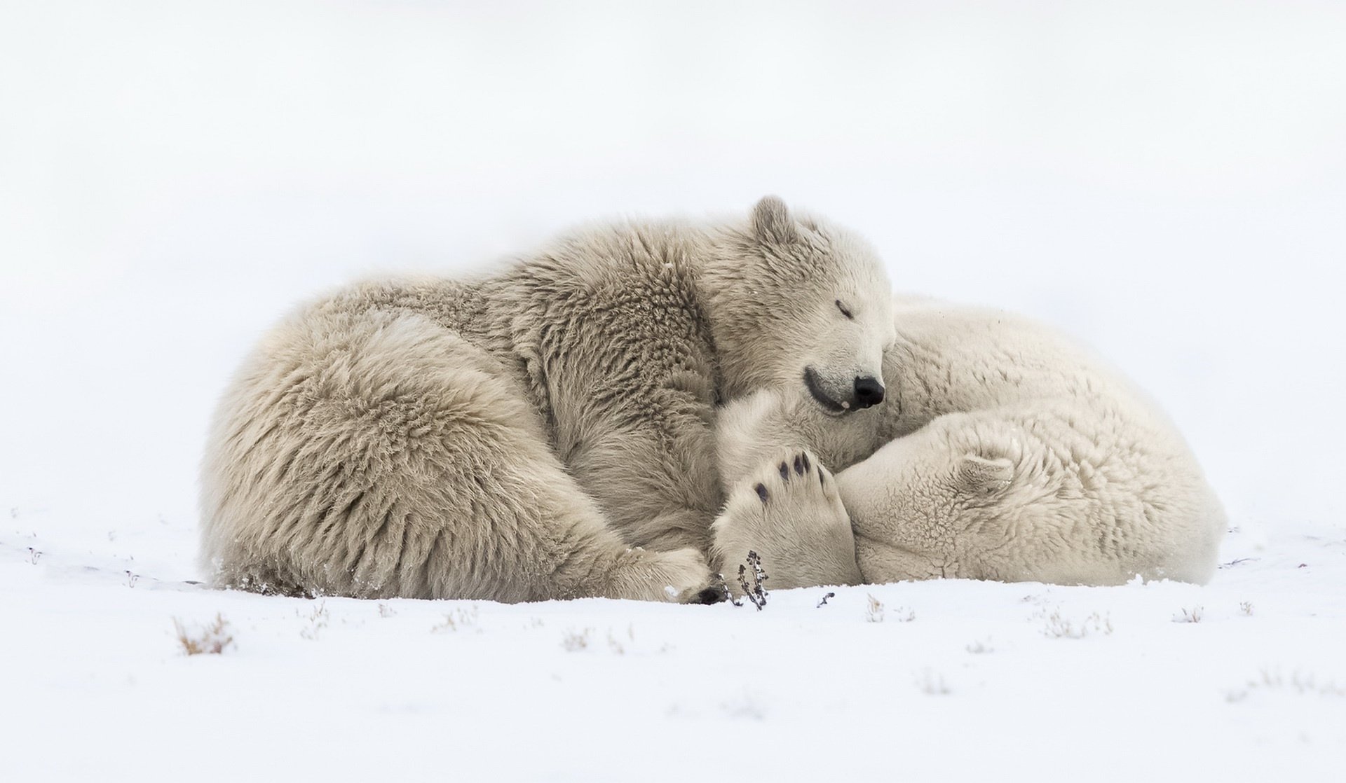 Download Snow White Sleeping Animal Polar Bear Winter Animals HD Wallpaper