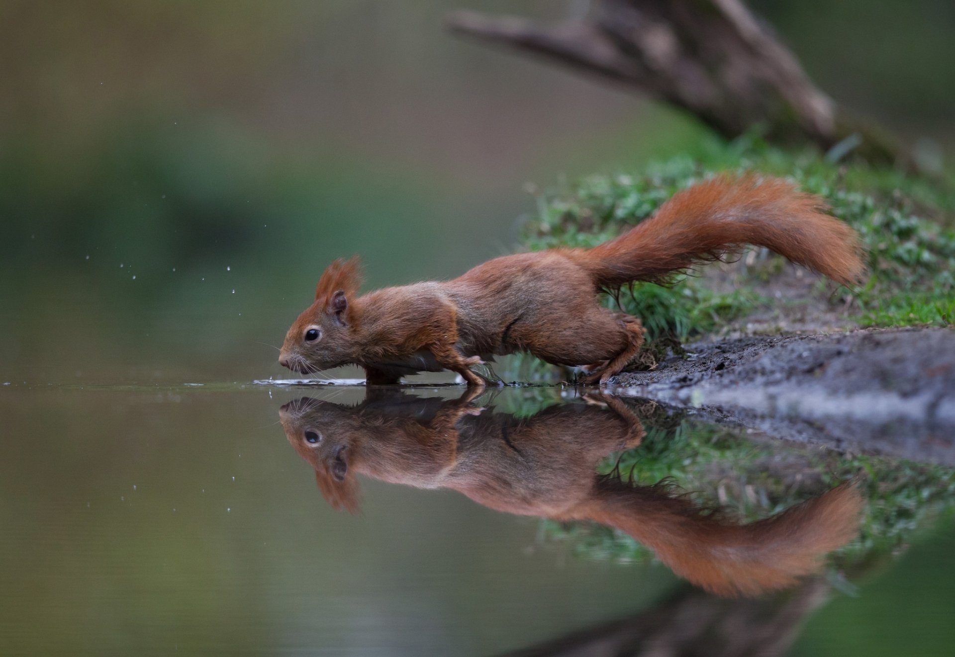 Download Water Reflection Rodent Animal Squirrel HD Wallpaper