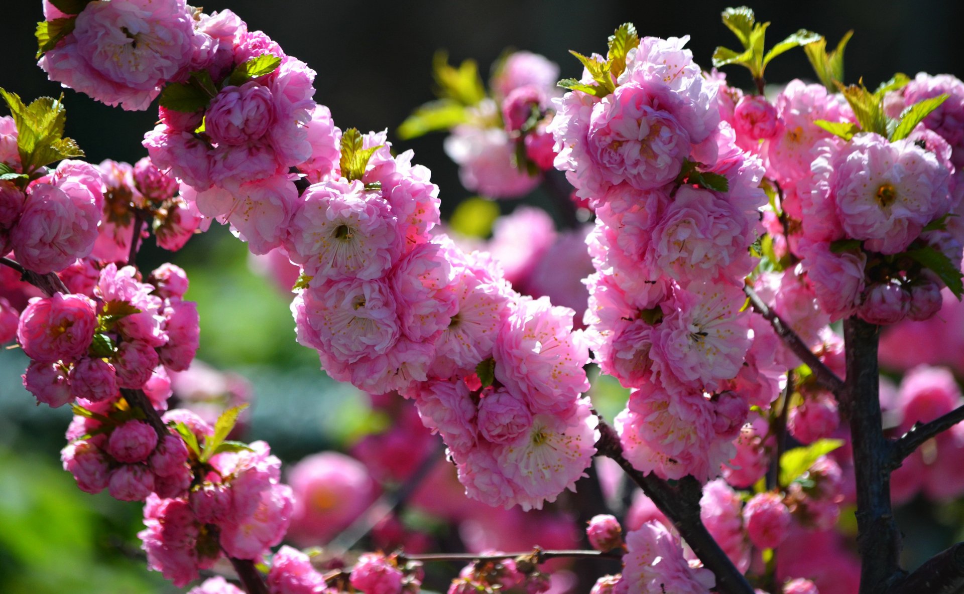 Pink Blossoms