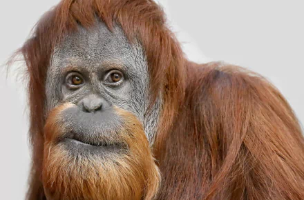 HD PC desktop wallpaper: close-up of an orangutan primate/monkey animal with reddish fur, shaggy beard and soulful, curious eyes