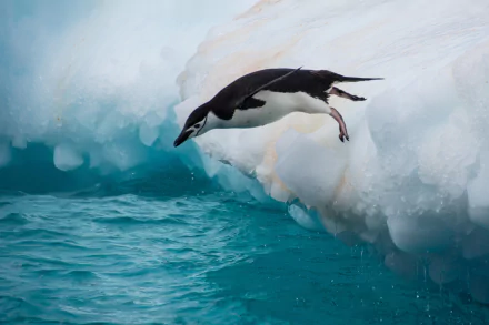 A chinstrap penguin leaps gracefully from an iceberg into the vibrant blue ocean, capturing the beauty of wildlife in this stunning HD desktop wallpaper.
