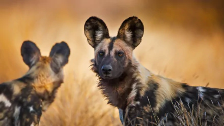  African Wild Dogs