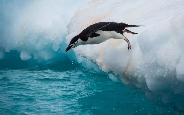 Animal Penguin Birds Penguins Bird Chinstrap Penguin HD Wallpaper | Background Image