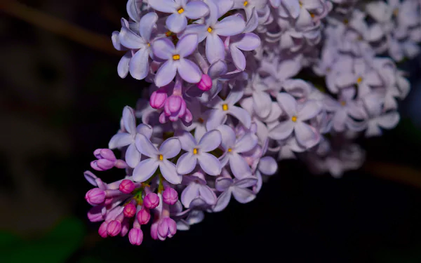  Small Lilac Flowers