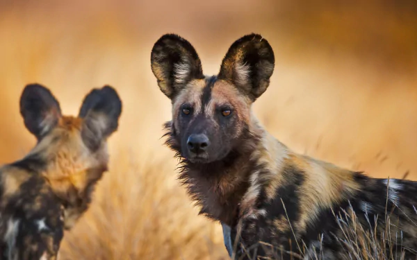 HD PC desktop wallpaper featuring two African wild dogs in a natural, golden savannah setting.