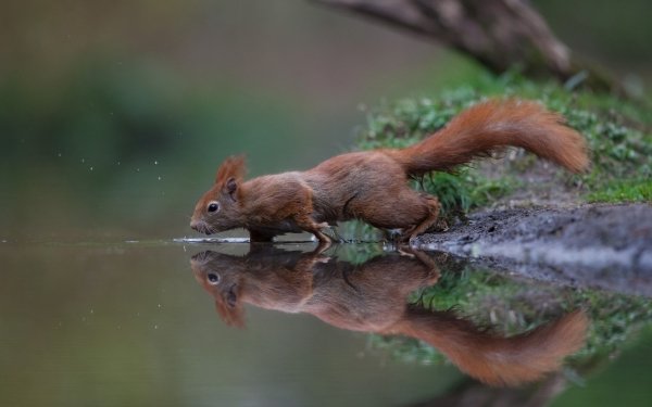 Animal Squirrel Rodent Reflection Water HD Wallpaper | Background Image