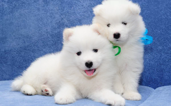 HD desktop wallpaper featuring two fluffy and cute Samoyed puppies against a blue background. One puppy is smiling with a green collar, while the other has a blue collar and is resting its head on the first.