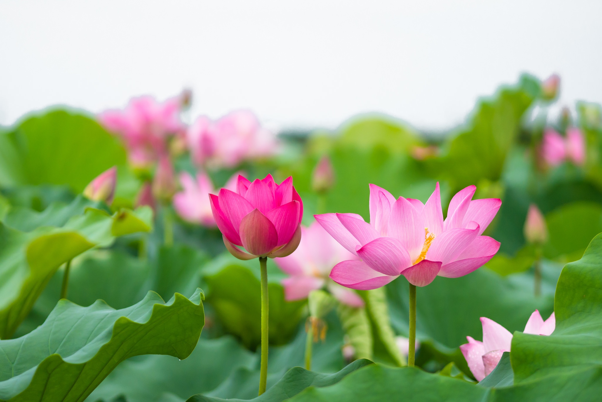 Hoa sen: Tấm ảnh về hoa sen sẽ khiến bạn cảm nhận được sự thanh tịnh, tinh khiết của nó. Bạn sẽ được đắm chìm trong không gian yên bình, dịu êm với loài hoa thân thuộc với văn hóa Việt Nam.