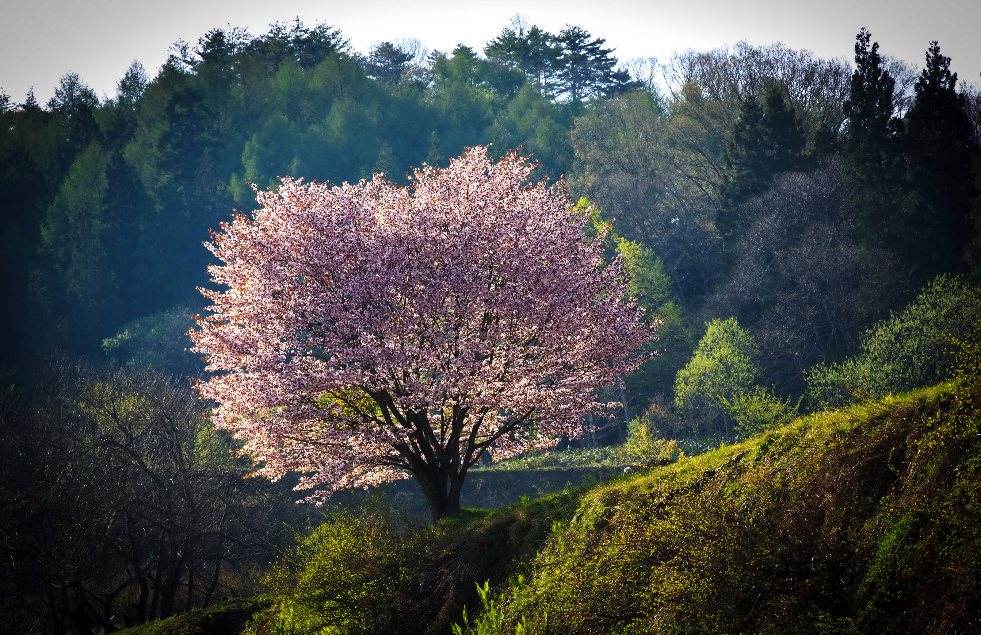  Sakura Tree  in Japan HD Wallpaper Background Image 