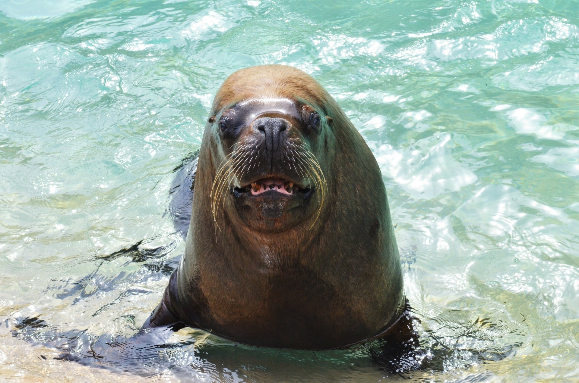 Download Zoo Animal Sea Lion 4k Ultra HD Wallpaper