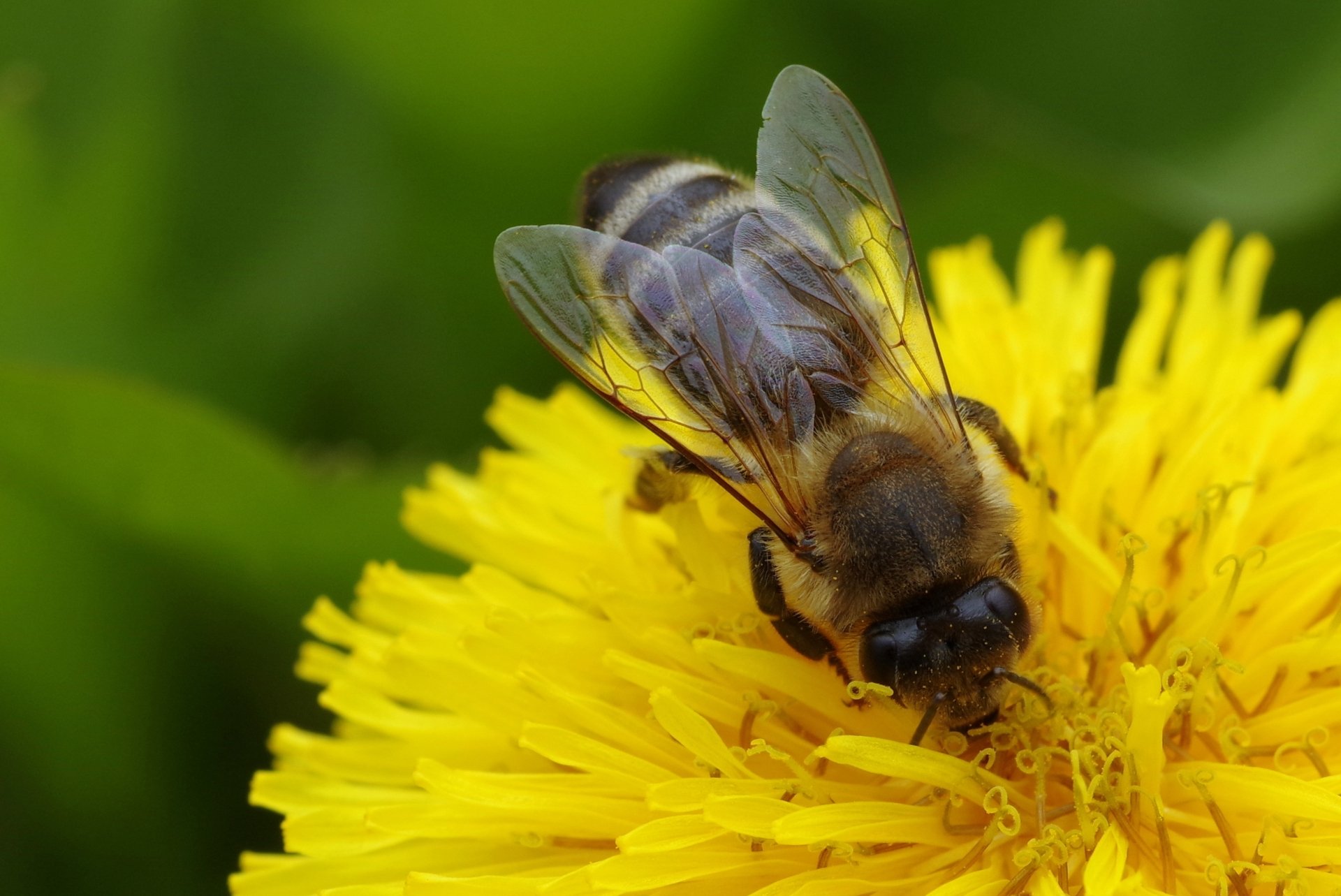 Close Up of a Bee