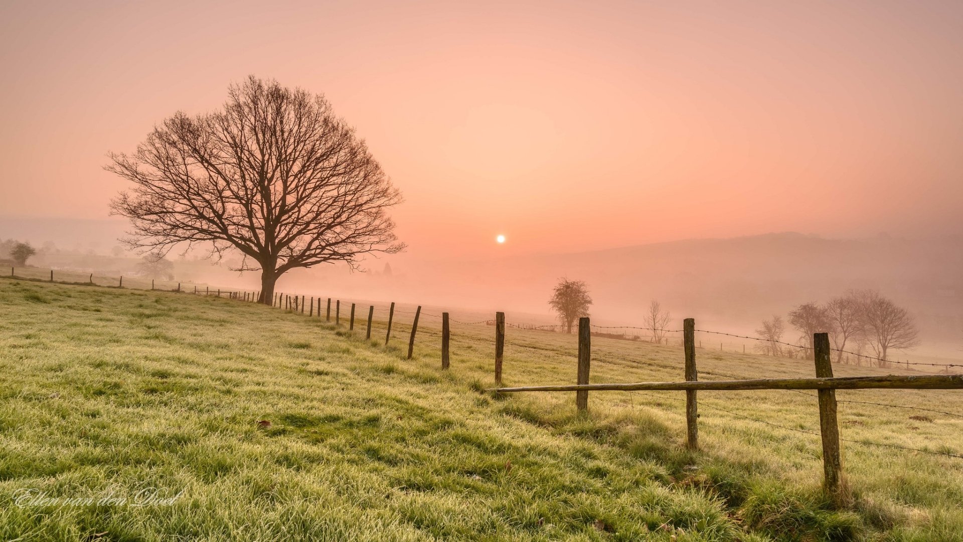 HD PC desktop wallpaper and background: misty sunrise over a dewy field with a lone bare tree and a wooden fence, soft fog rolling across a peaceful nature landscape.